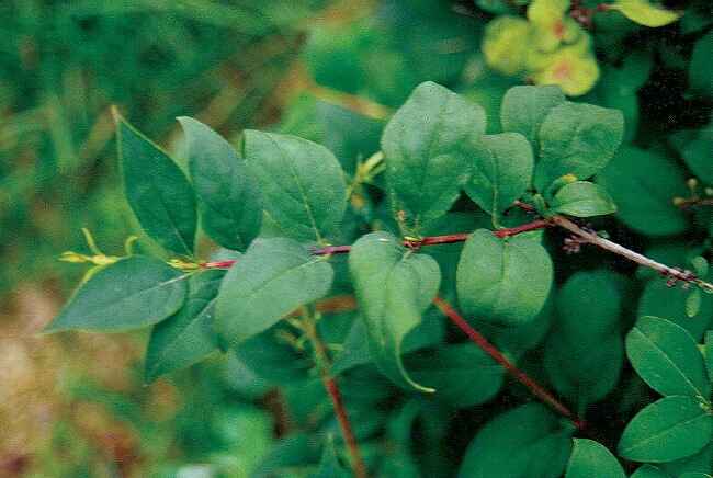 미선나무가 멸종위기종인 이유