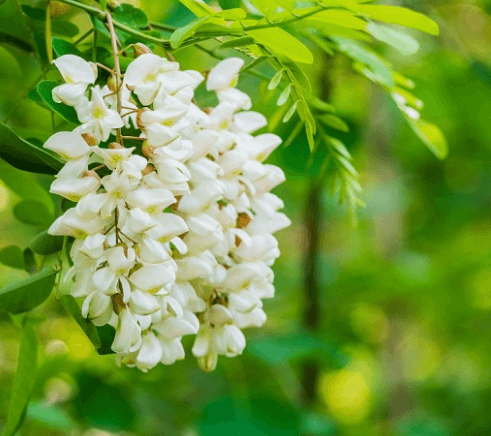 황금 회화나무 삽목 묘목 꽃 꽃말 잎 열매