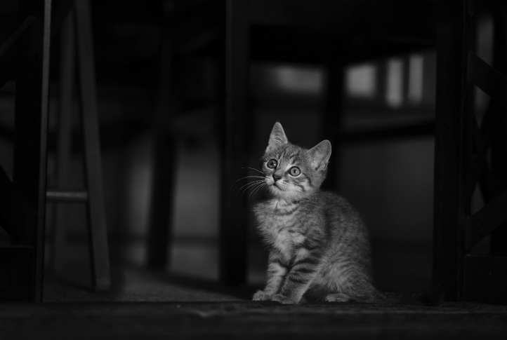 아기고양이가 앉아서 위를 쳐다보고 있다