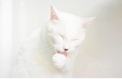 인기 있는 반려동물 영양제 TOP5 관련 사진