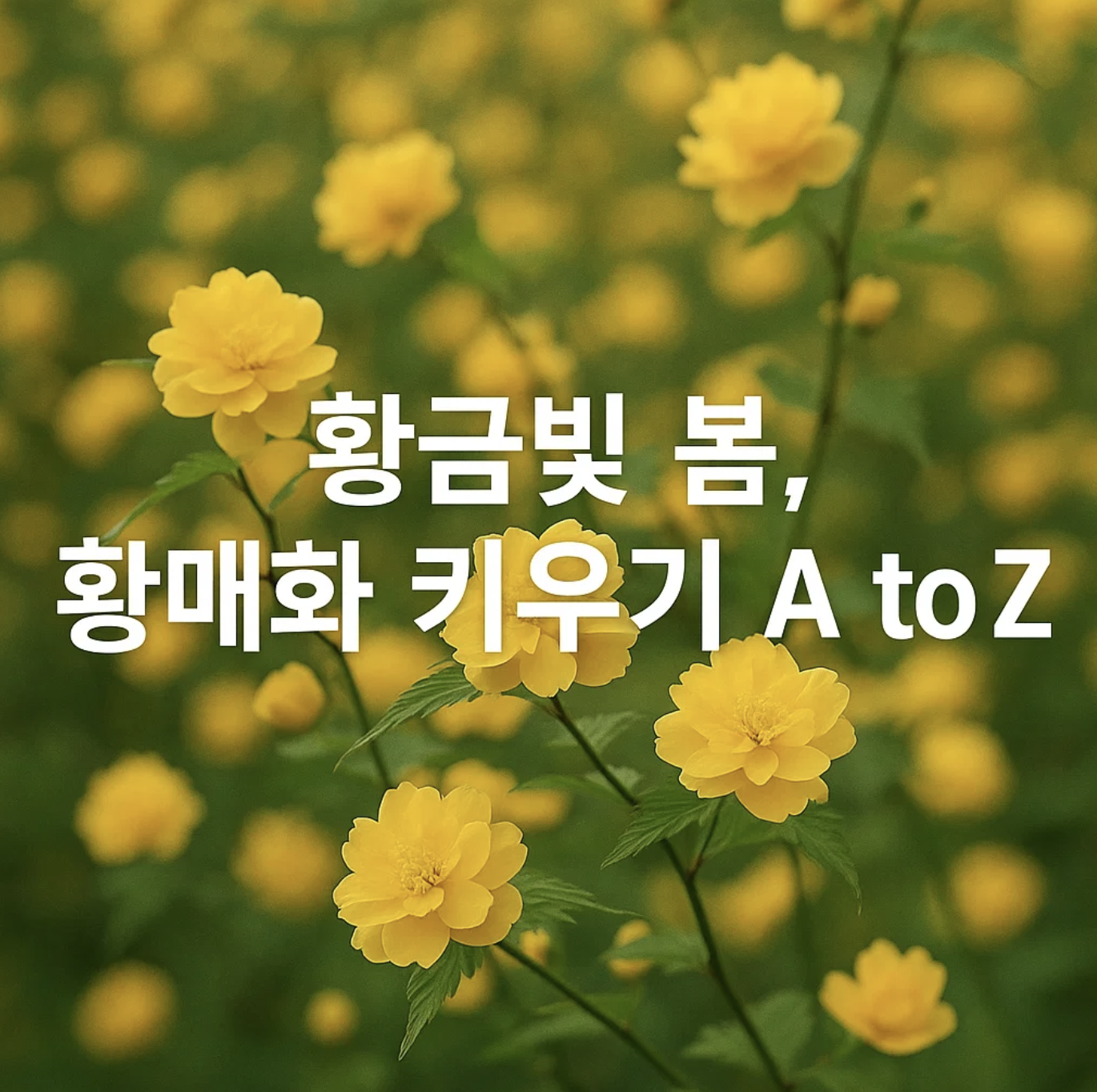 황금빛 봄, 황매화 키우기 A to Z