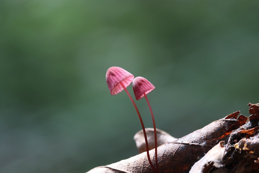 mushroom
