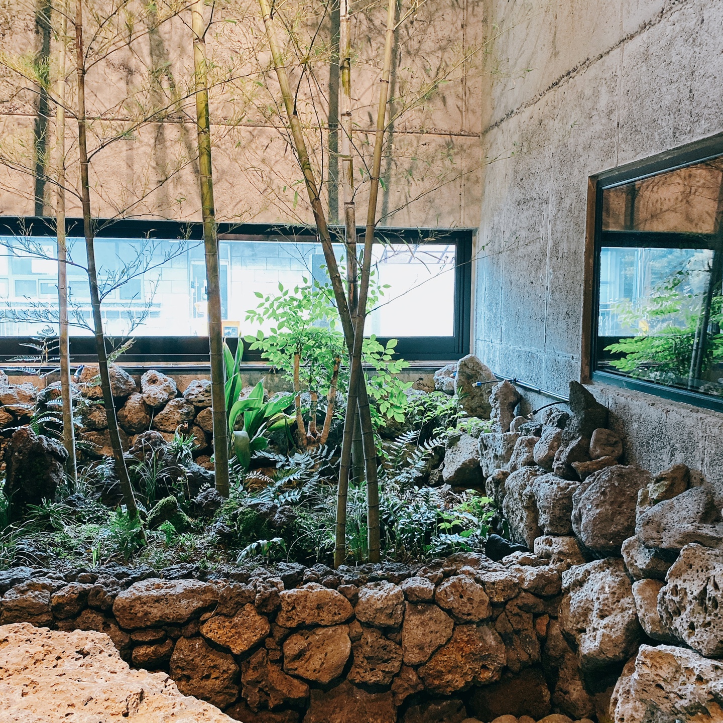 제주 신비마을 도깨비도로 벚꽃명소 레크레 카페