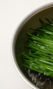 부추김치 맛있게 담그는법