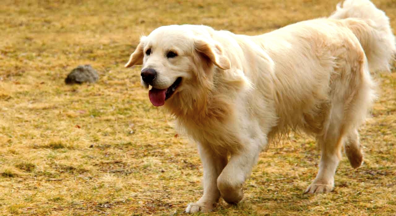 산책 중인 골든 리트리버의 모습. [ⓒPexels &lsquo;Antonin Imagery&lsquo;]