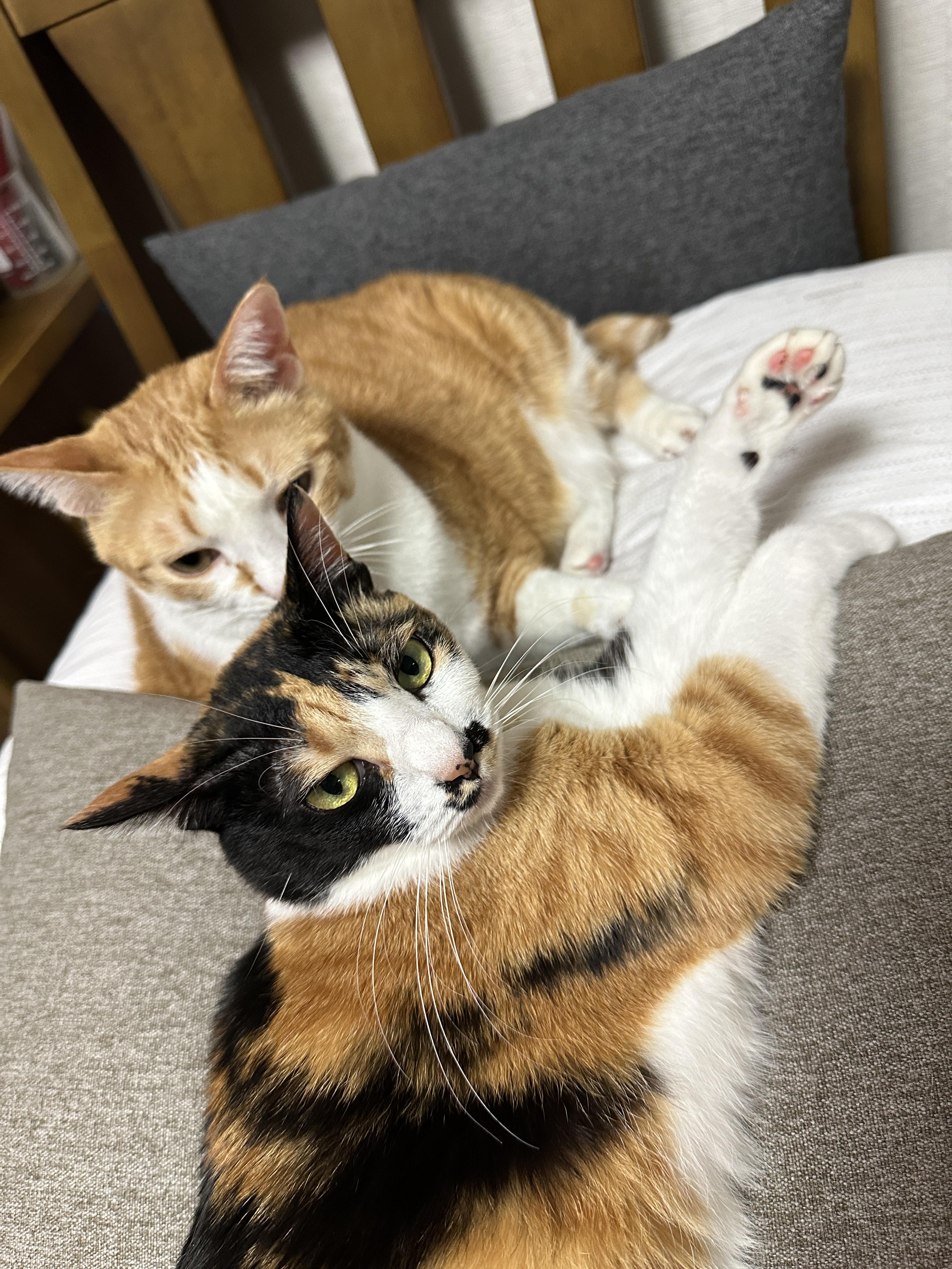 치즈냥이_호야가_너무_좋은_삼색이고양이_다다