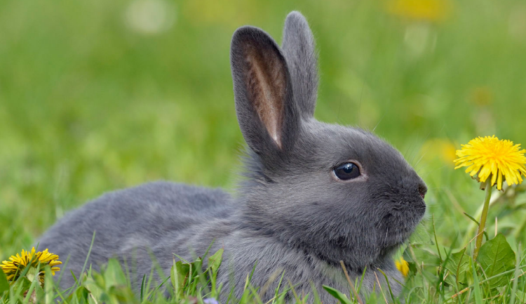 아침고요 동물원