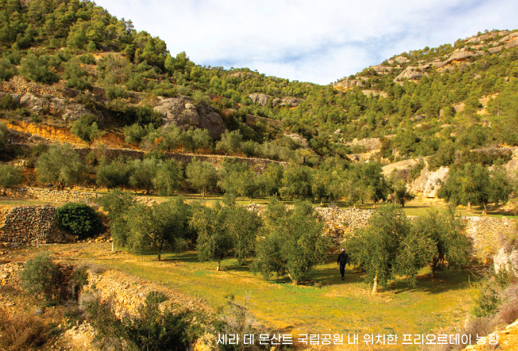 올리브오일 추천