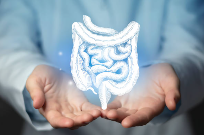 유산균과 낙산균의 차이점과 효과