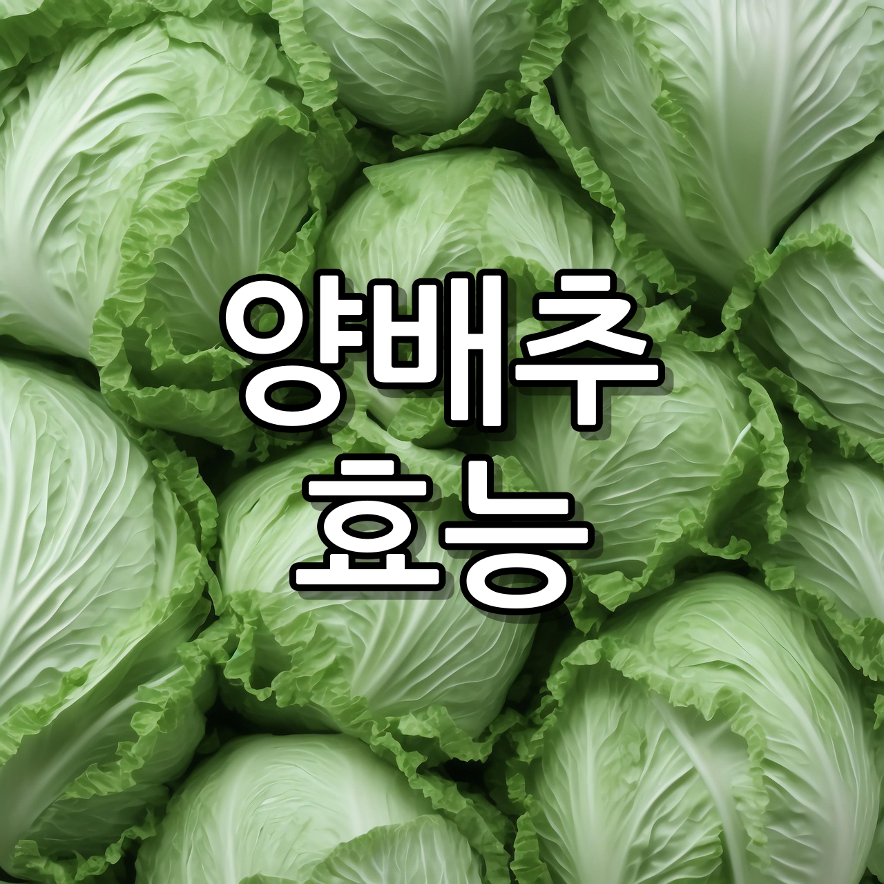 양배추 효능 보관방법