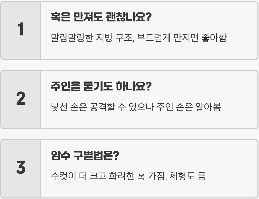 주인 알아보는 물고기, 플라워혼이 최고의 반려동물인 이유