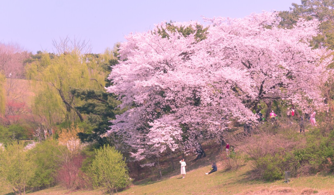서울 올림픽 공원 벗꽃
