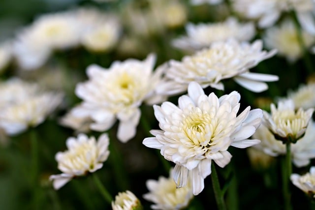 경기도 고양 가을꽃 축제 🌼
