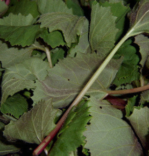 머위 효능과 부작용 고르는법 먹는법 칼로리