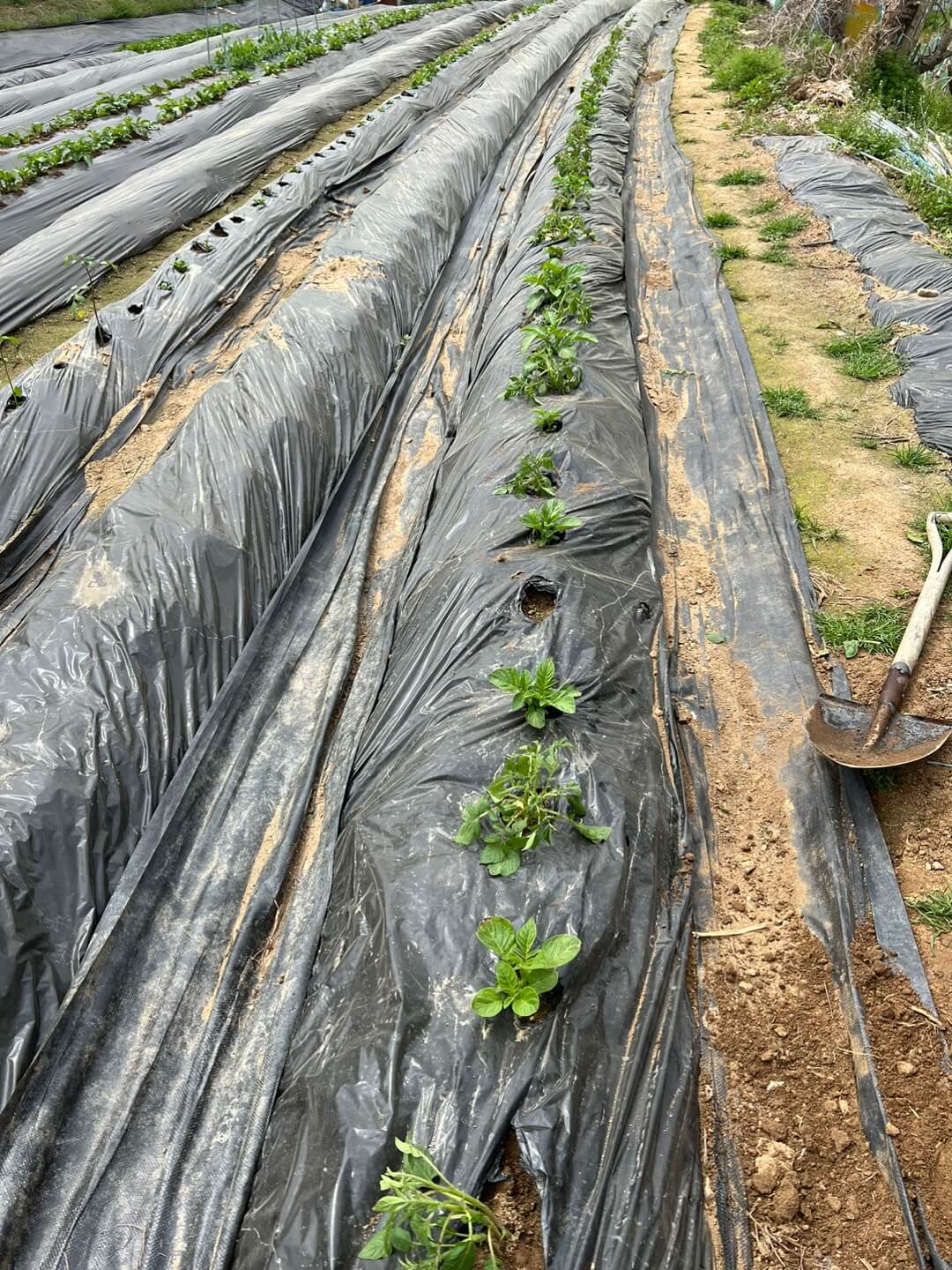 홍감자를 옮겨심은 밭