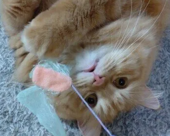 오징어&middot;게&middot;문어가 고양이에게 위험한 이유&middot; 오식 시 대처법