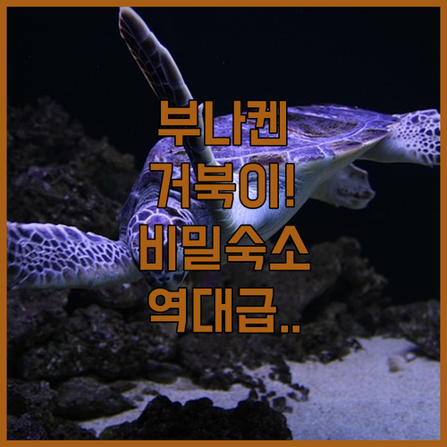 부나켄 바다 속 거북이를 가장 가깝게..