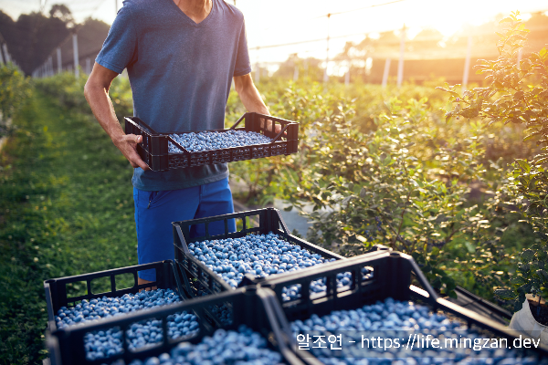 산성토양에서만 자라는 블루베리