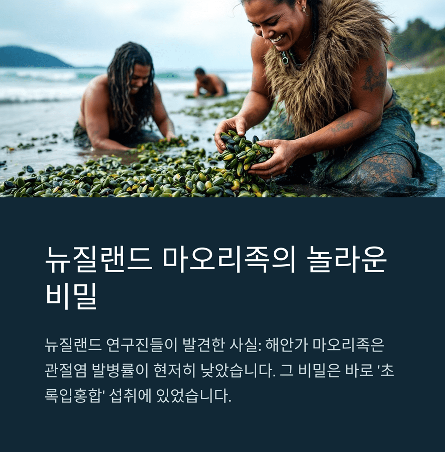 뉴질랜드 해안가에서 초록입홍합을 채취하는 마오리족 전통 모습과 관절 건강의 비밀을 담은 인포그래픽