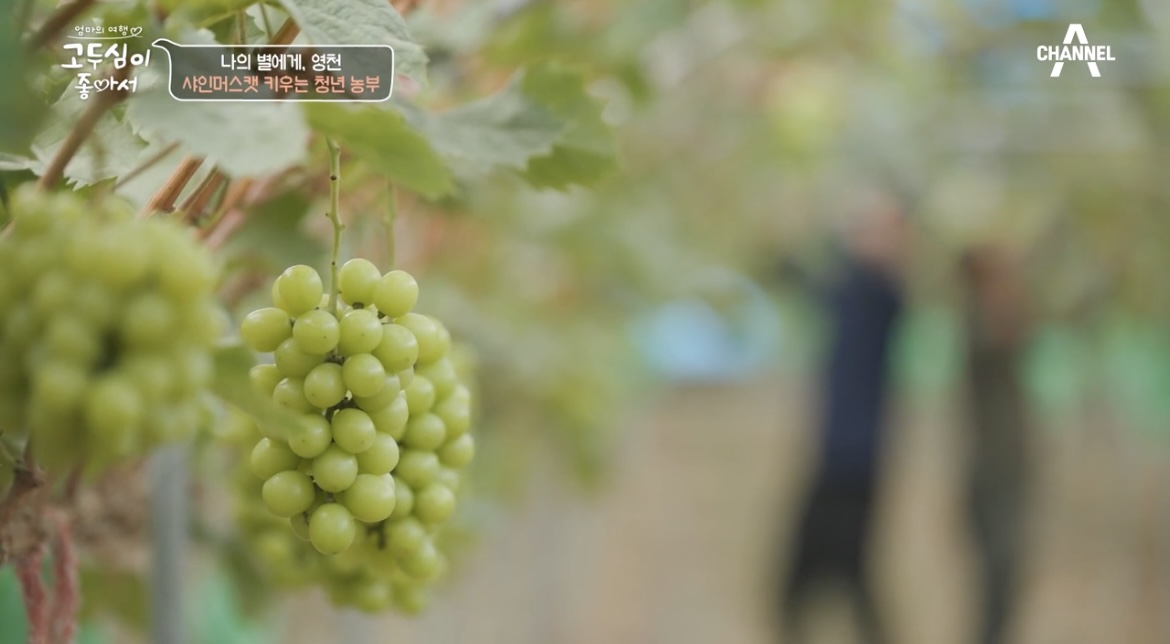 고두심이좋아서영천샤인머스켓