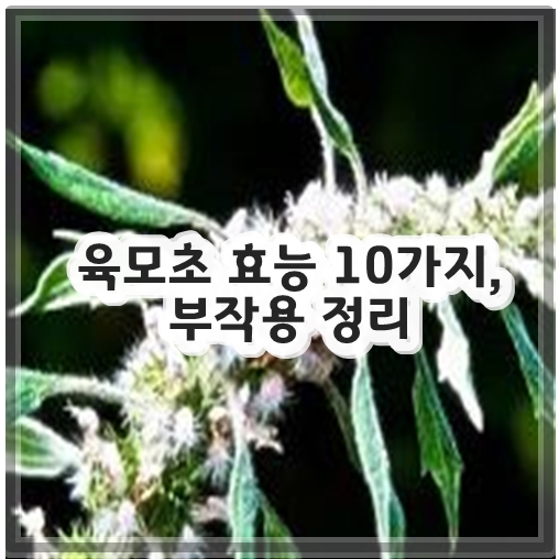 육모초 효능 10가지, 부작용 정리