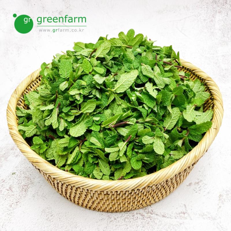 애플민트 500g