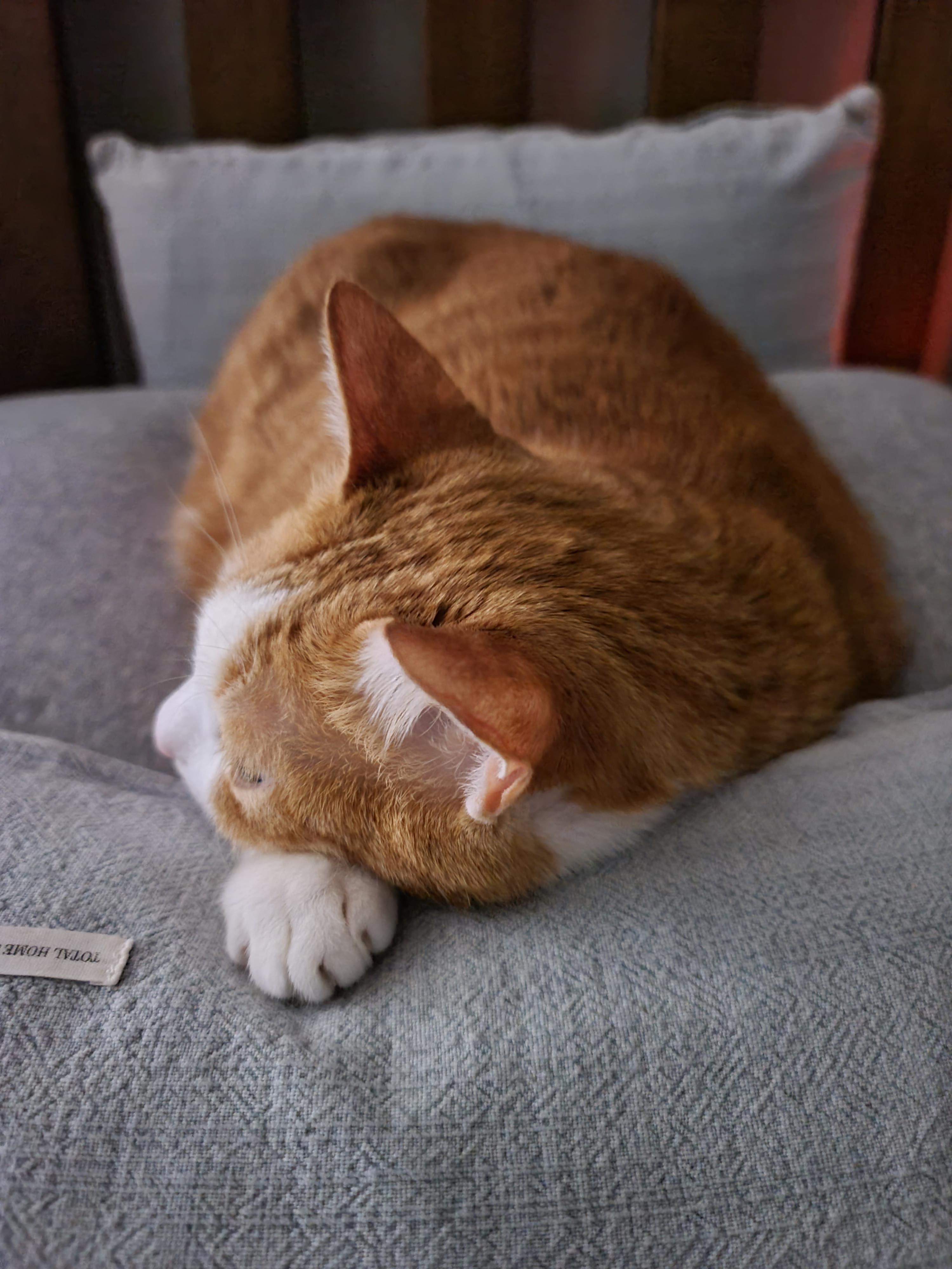 자는 순간마저 사랑스러운 그동물 고양이 (feat. 호야)