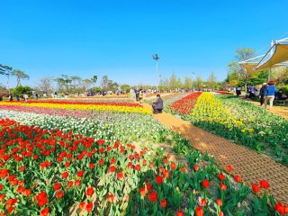 충북 튤립 명소 BEST 5🌷 청주 상당산성 봄 데이트 코스 &amp; 역사탐방 꽃길 여행지 총정리