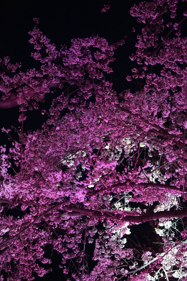 양재천 벚꽃 등 축제
