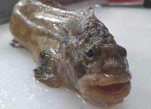 배도라치 효능