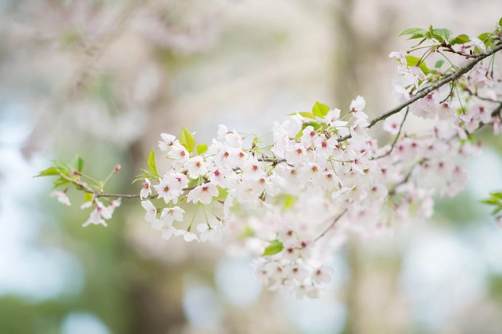 한림공원 부겐빌레아 축제
