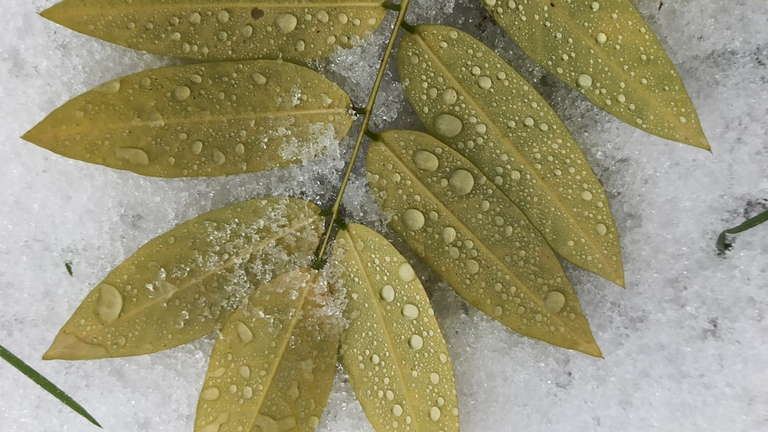 Seasonal