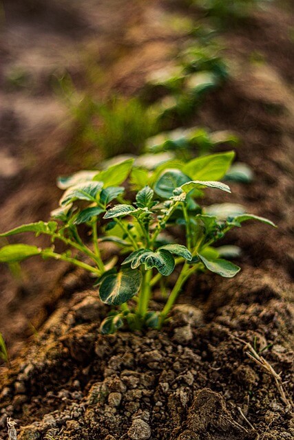 2025 식목일 가족 행사 추천｜아이와 함께하는 나무심기 체험