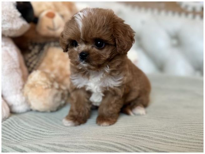 귀여운 강아지 3