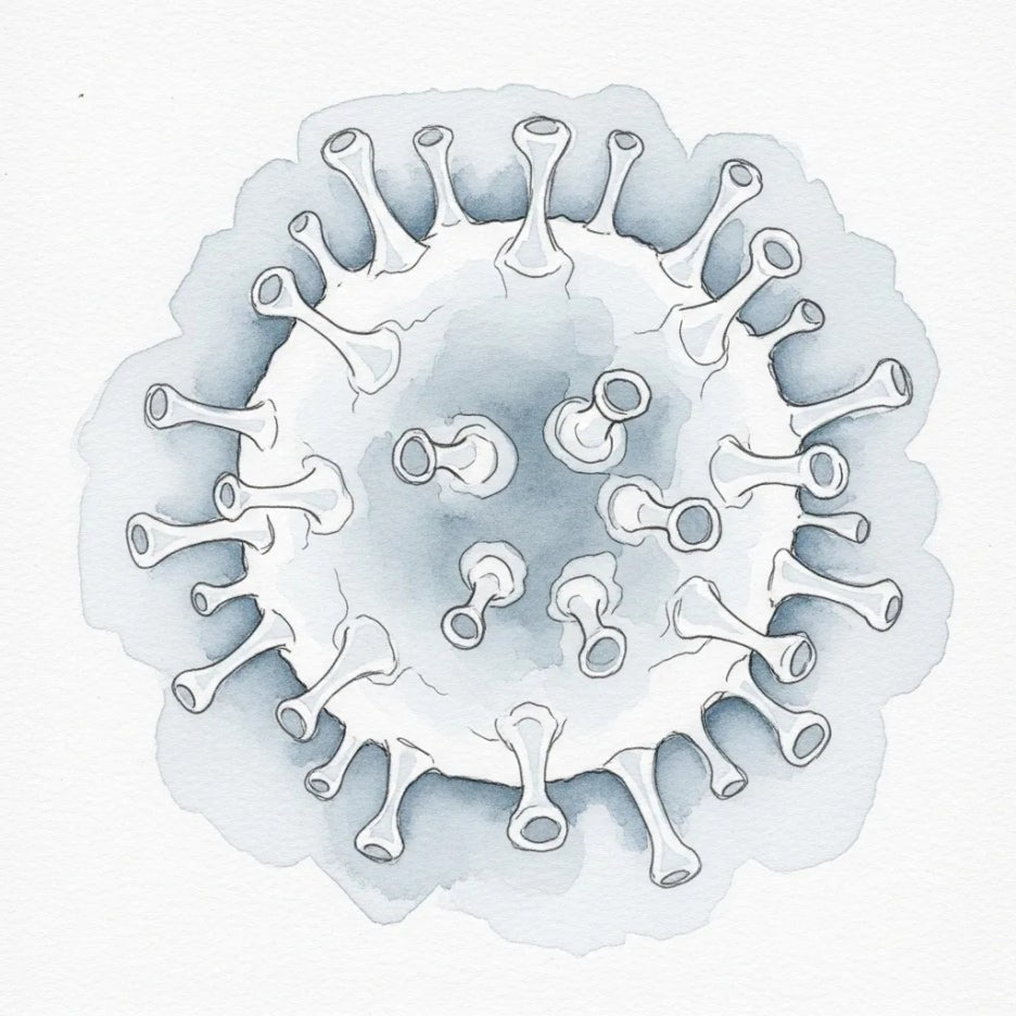 현미경으로 본 노로바이러스의 모습.