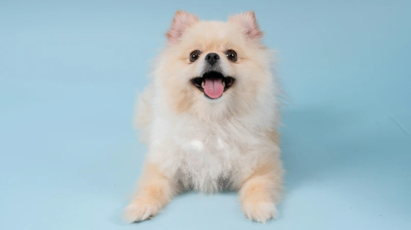 혓바닥을 내밀고있는 강아지