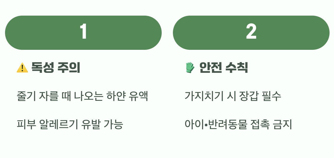 하얀 진액, 만지면 안 돼요