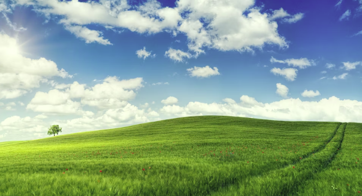 2025 고창 청보리밭 축제 체험 프로그램