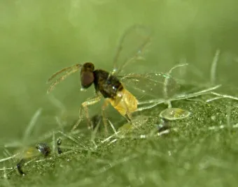 병해충 천적 활용 무당벌레 기생벌 끈끈이트랩 친환경 방제_11