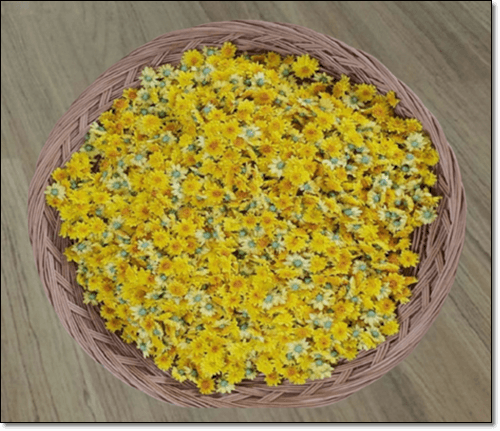 국화 채취data-ke-mobilestyle=