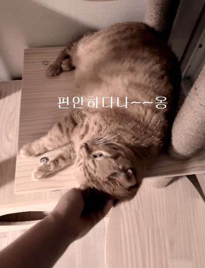 도도 캣타워에서 편안하게 쉬는 모습