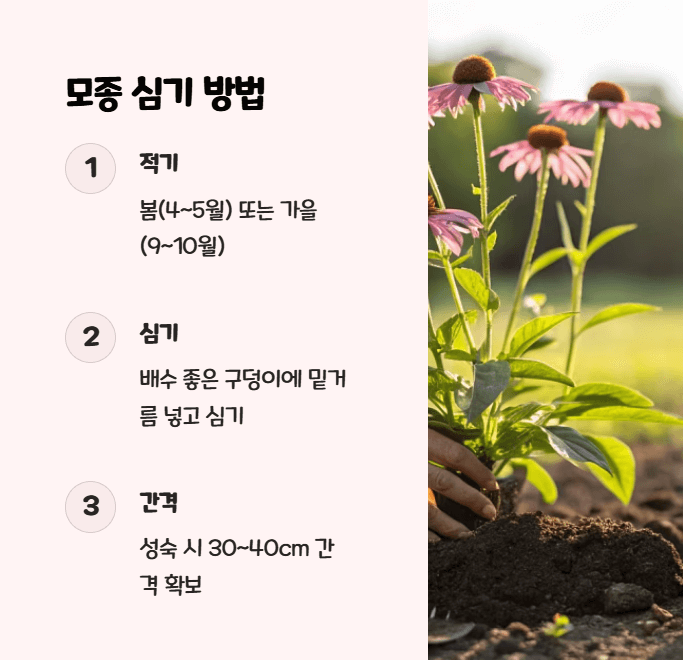 에키네시아