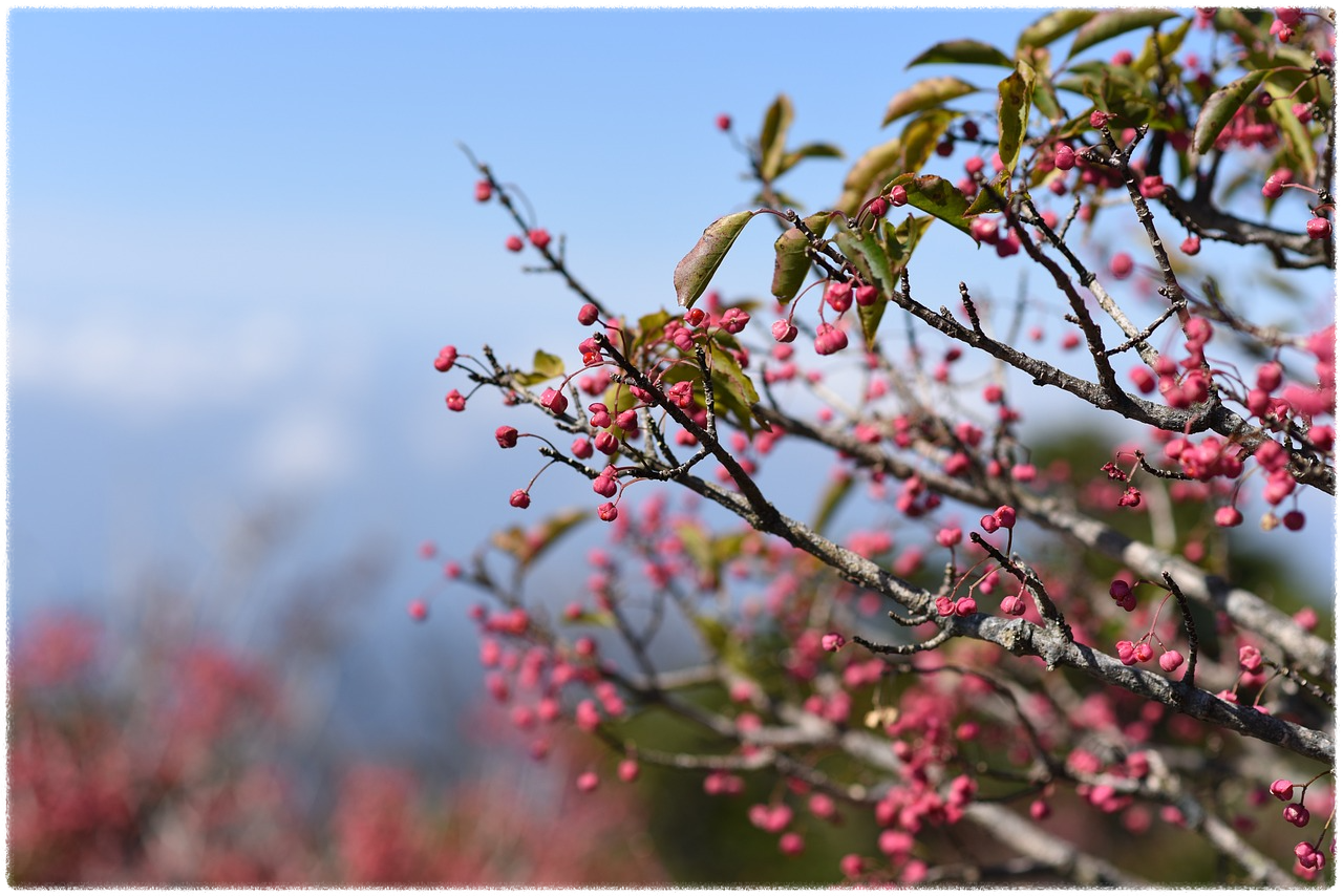한라산 탐방로 예약 시스템