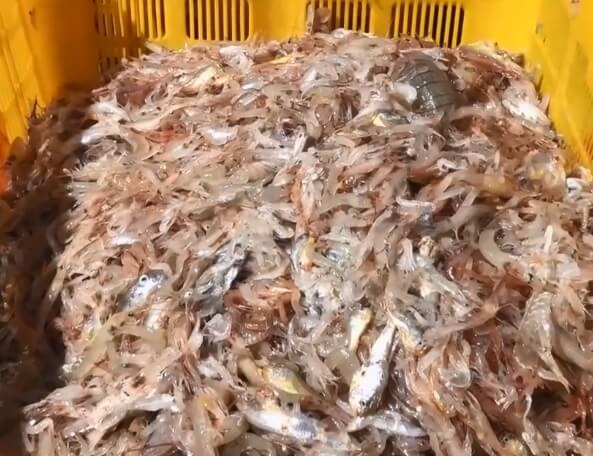 오늘N 수상한 가족 영광 설도항 새우젓 판매 신성호 주문방법