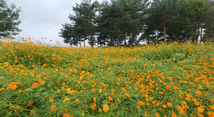 자라섬 꽃 페스타