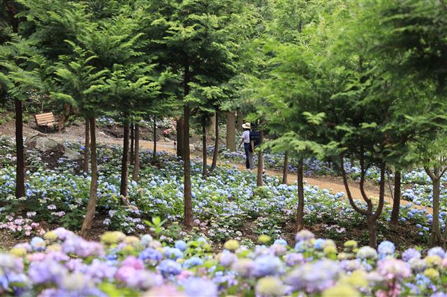 보성 아름다운 윤제림 숲 가는방법, 무료개방, 방문해야 하는 이유, 보성 가볼만한곳