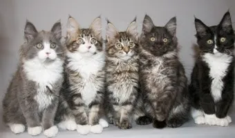 메인쿤 고양이 유전병_9