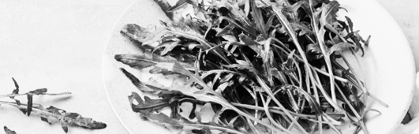 루꼴라 키우기: 루꼴라 수확