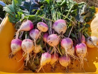 순무 재배 봄 가을 파종 비료 절감 키우기 요령_2