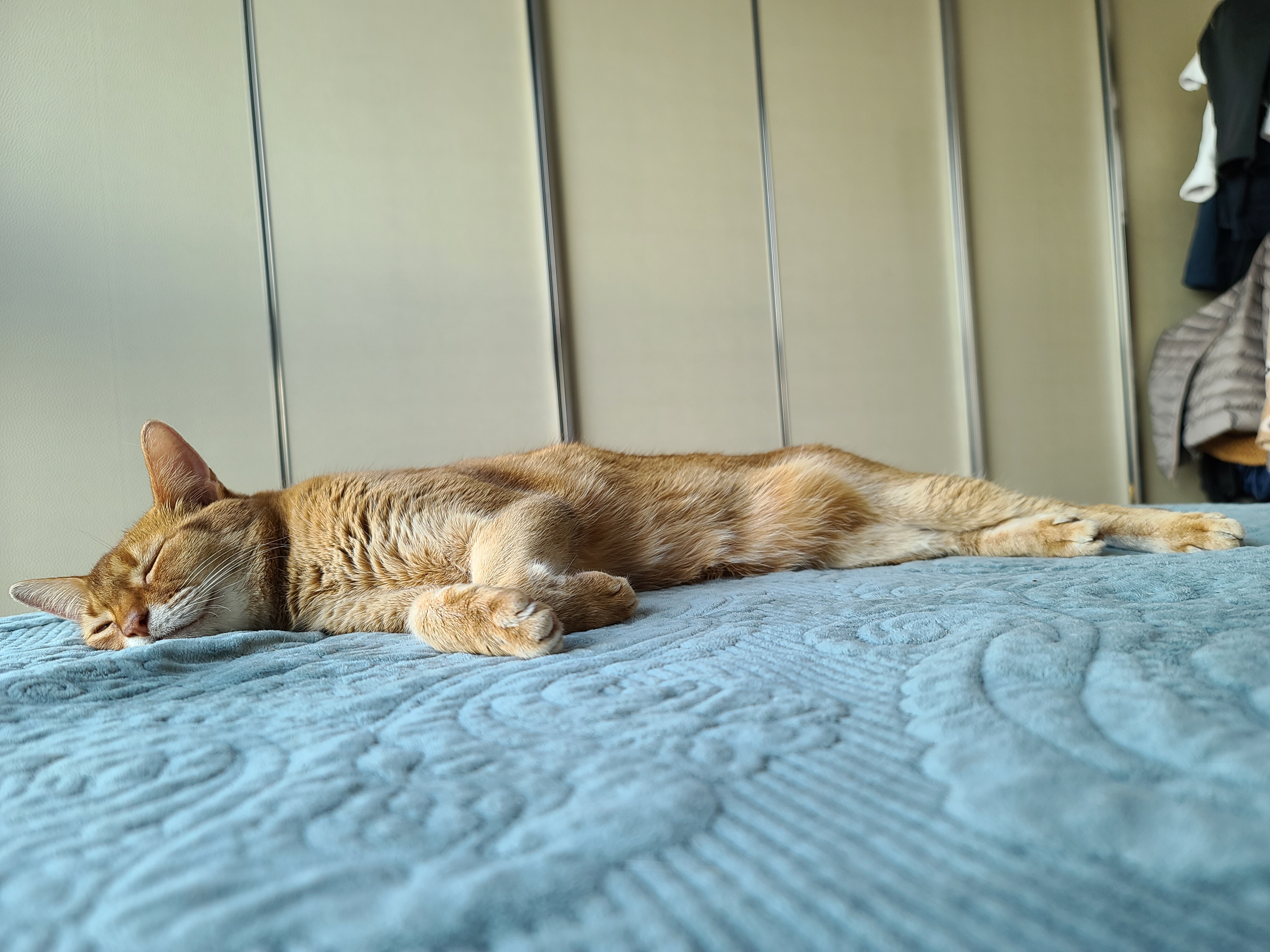 새벽에 창문을 연 이유는? 고양이 응아냄새의 심각성.